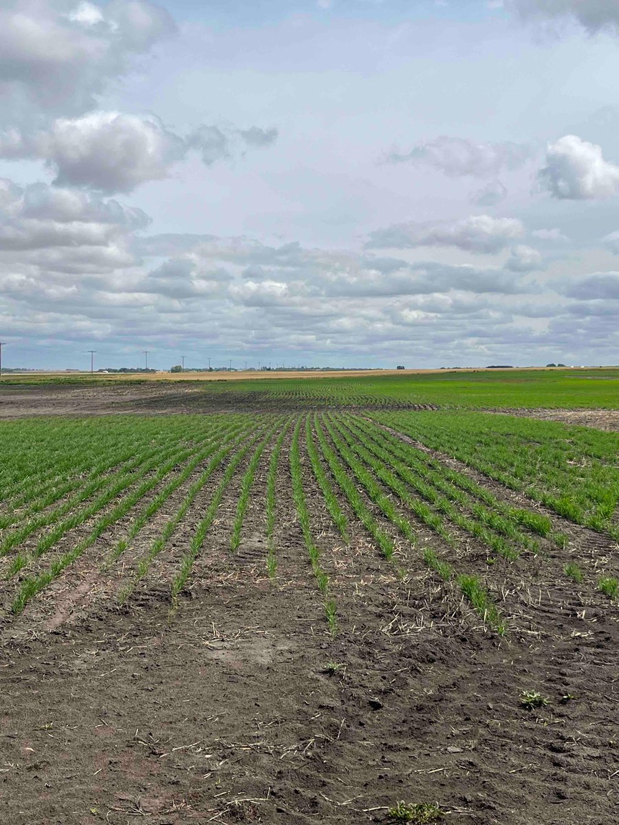 SeedMasterMfg's tweet photo. Emergence from @AginMotion 7 different seeding field trials. Doesn’t take an agronomist to tell which performed best. SeedMaster Ultra SR vs everyone else. #FastUniformEmergence 1/2 https://t.co/HIeb2fmMCE