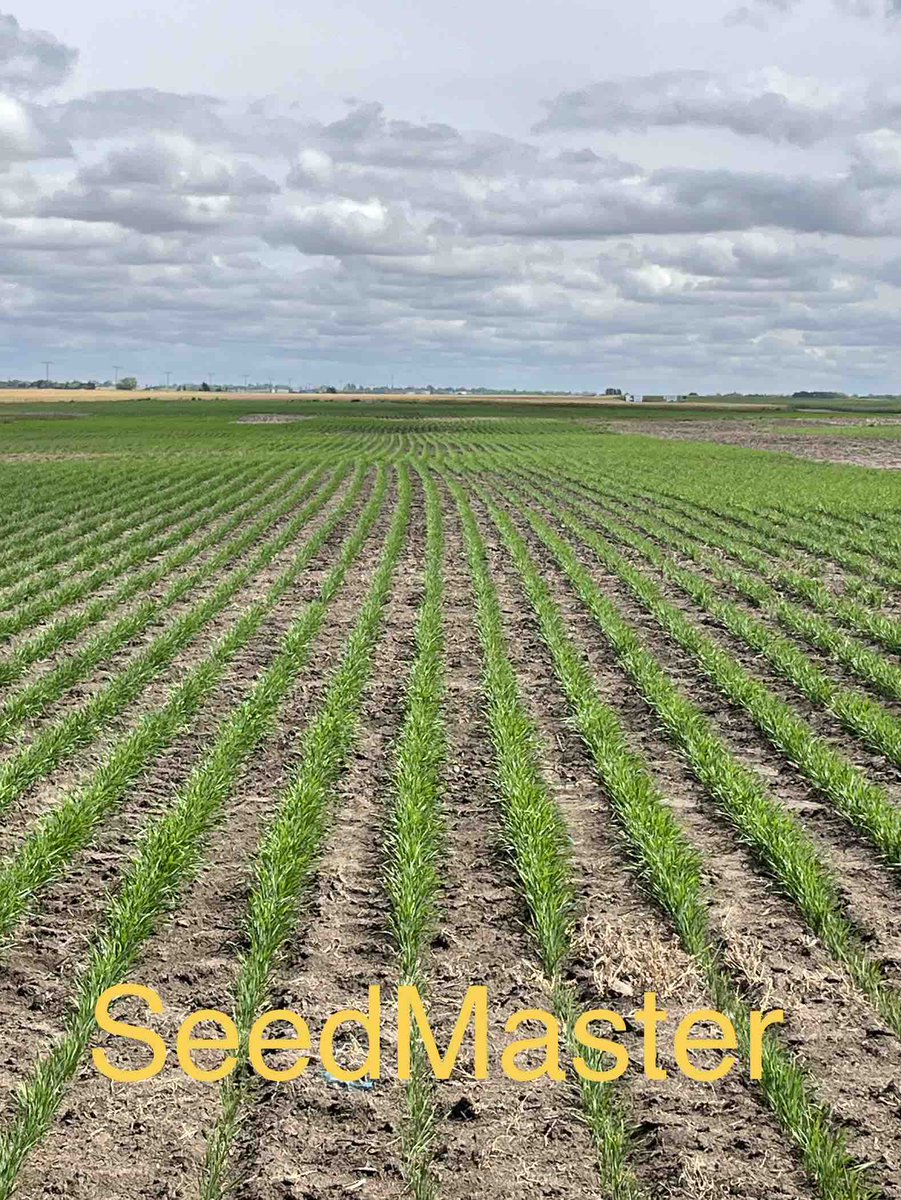 SeedMasterMfg's tweet photo. Emergence from @AginMotion 7 different seeding field trials. Doesn’t take an agronomist to tell which performed best. SeedMaster Ultra SR vs everyone else. #FastUniformEmergence 2/2 https://t.co/A4ZLqoAhMJ