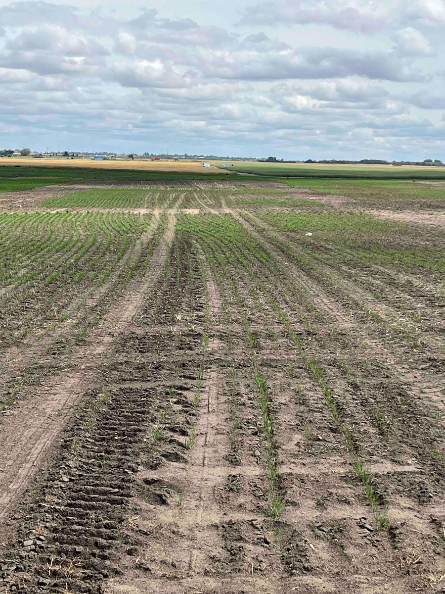 SeedMasterMfg's tweet photo. Emergence from @AginMotion 7 different seeding field trials. Doesn’t take an agronomist to tell which performed best. SeedMaster Ultra SR vs everyone else. #FastUniformEmergence 2/2 https://t.co/A4ZLqoAhMJ