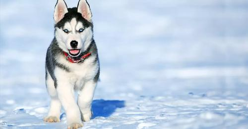 BetterPetsLife's tweet photo. Siberian Huskies are more than just cute dogs! . Get to more about this wonderful breed here 🐶.
https://t.co/CgIo2Xj7Di

#dogs #dogsofinstagram #dogstagram #tuesdayvibe #dogslife #lovedogs #cutedogs #dogslove #dogslife #TongueOutTuesday #Huskydogs #siberianhusky https://t.co/6UeZu5K9bS