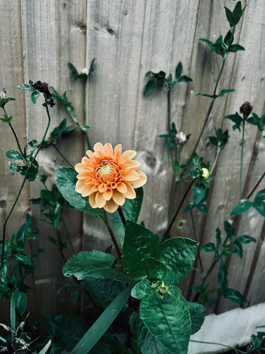 frances brook (@shooter2006) on Twitter photo Hey <a href="/SquallyC/">Sally Connolly</a> and <a href="/SWEETPEAJAX/">🍻 🍷Jackie 🌱 🛀 📖🐸🌷</a> LOOOOOOK!!!!! #GardeningTwitter #dahlias #gardening Hey <a href="/SquallyC/">Sally Connolly</a> and <a href="/SWEETPEAJAX/">🍻 🍷Jackie 🌱 🛀 📖🐸🌷</a> LOOOOOOK!!!!! #GardeningTwitter #dahlias #gardening