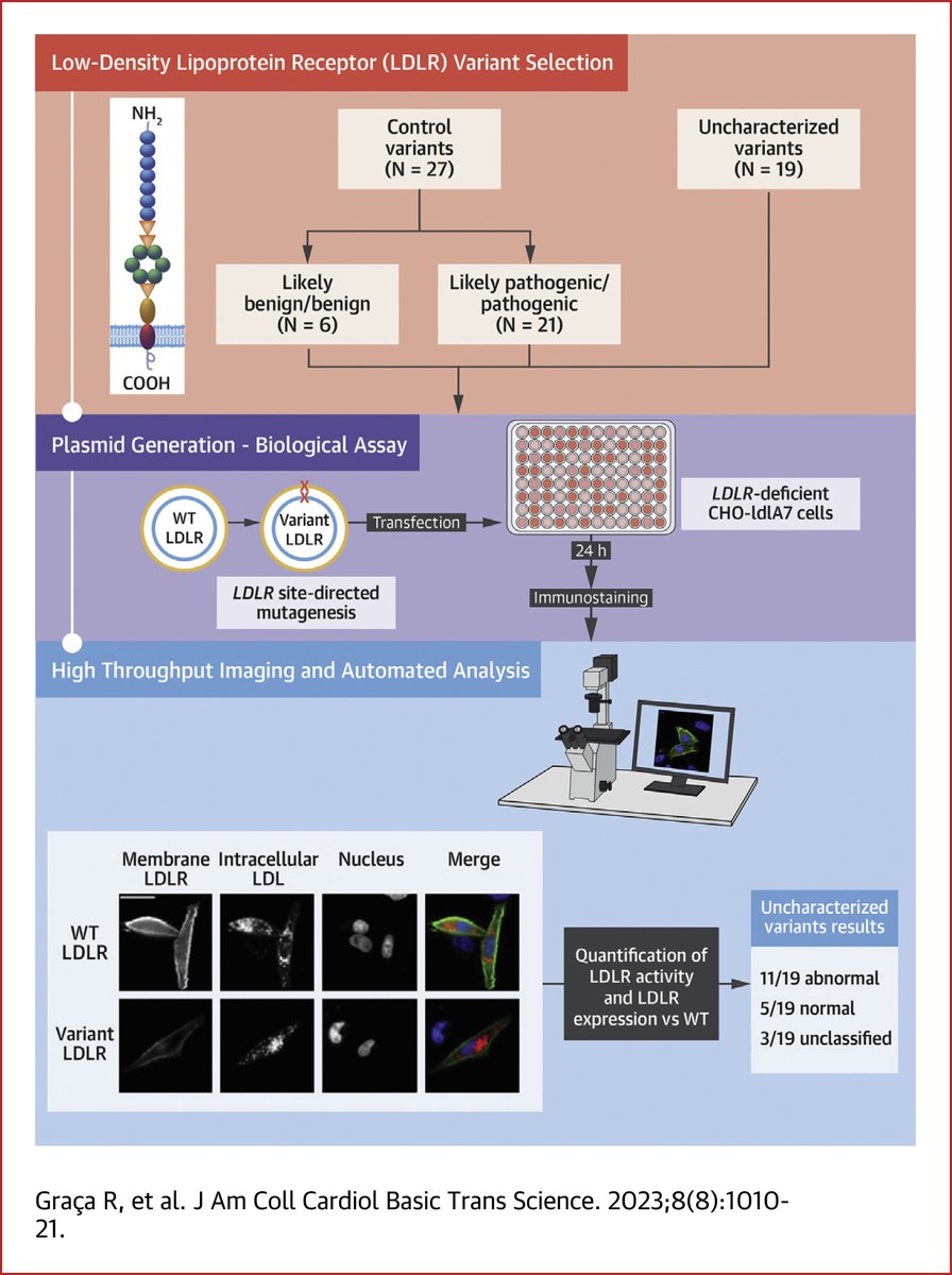 JACCJournals's tweet image. Interesting study by Dr. Rafael Graça et al. on the use of a high-throughput cell-based assay to functionally profile LDL receptor variants of unknown significance. bit.ly/3LEmPXP

#JACCBTS #cvLipids #LDLR #CardioTwitter