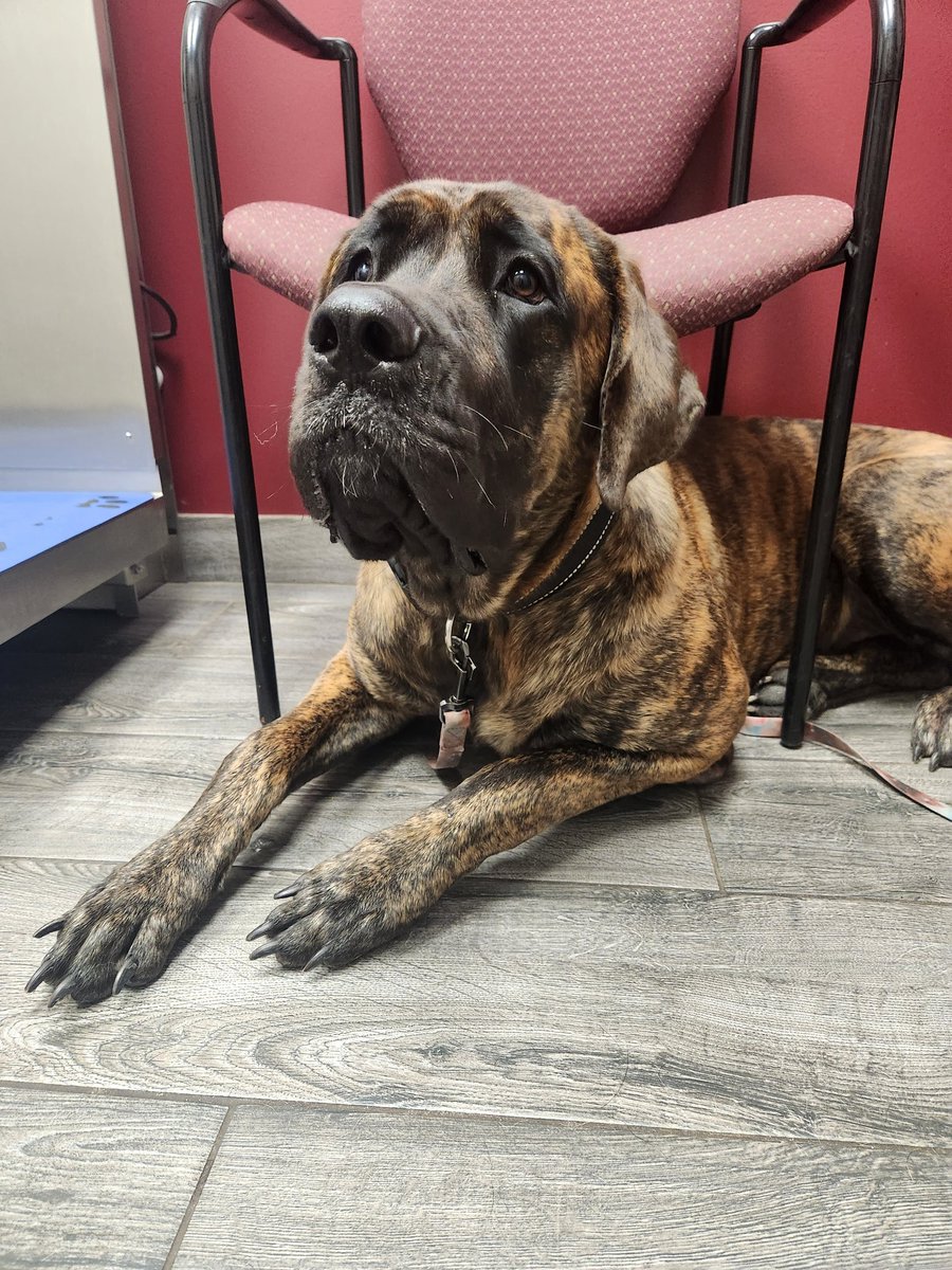 Baine was not happy about her trip to the vet