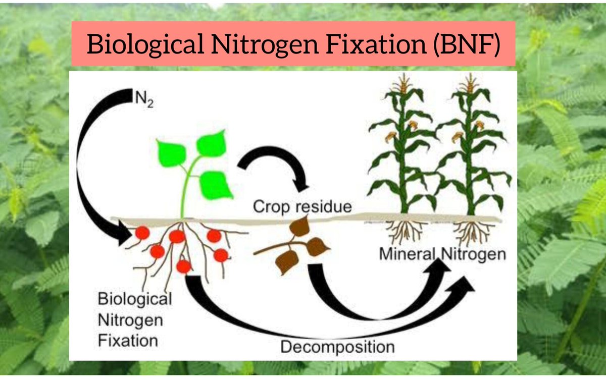 GREEN MANURE

Dhaincha (#Sesbania aculeata)  is the most important green manure crop. 

The best stage at which the crop should be incorporated is 5 to 6 weeks old crop

#NitrogenFixation
#SoilFertility
#Nutrient