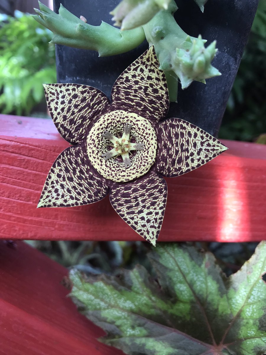 Mike Clifford tweet media