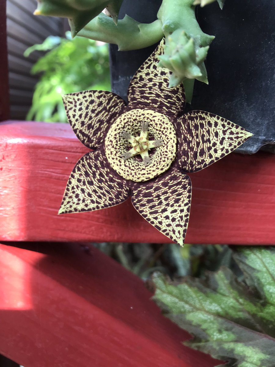 Mike Clifford tweet media