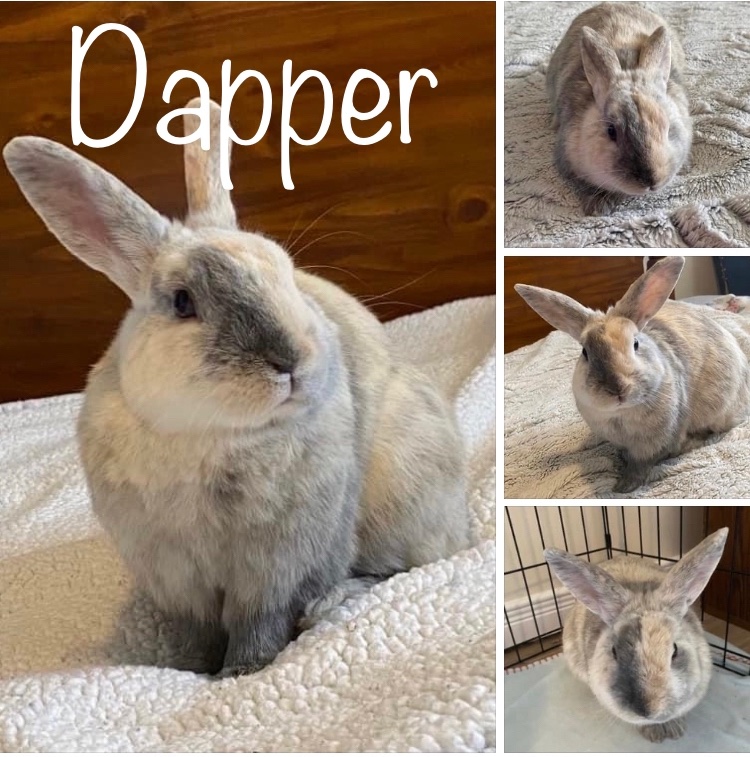 Dapper
Male
Hiaquineen
2-3 years old 
Neutered 
Vaccinated for RHDV2

Dapper is looking for a foster to adopt home and will be up for adoption very soon!!