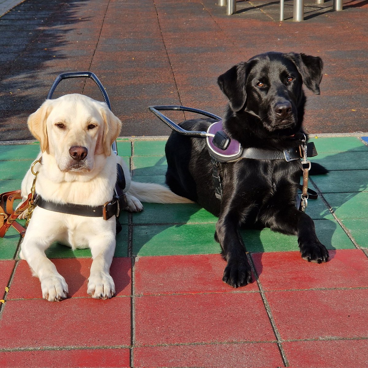 Op stap met Taco en Marly!
@KNGFGeleidehond 
#KngfGeleidehonden #LoveMyJob #Guidedog #Geleidehond