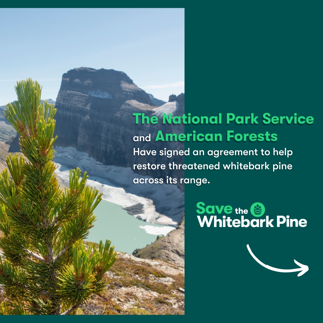 We’re so excited to announce that American Forests has just signed a 5-year agreement with the <a href="/NatlParkService/">National Park Service</a> to help restore threatened whitebark pine! bit.ly/3PSs88r 

#SaveTheWhitebarkPine #SeedSeptember

🧵