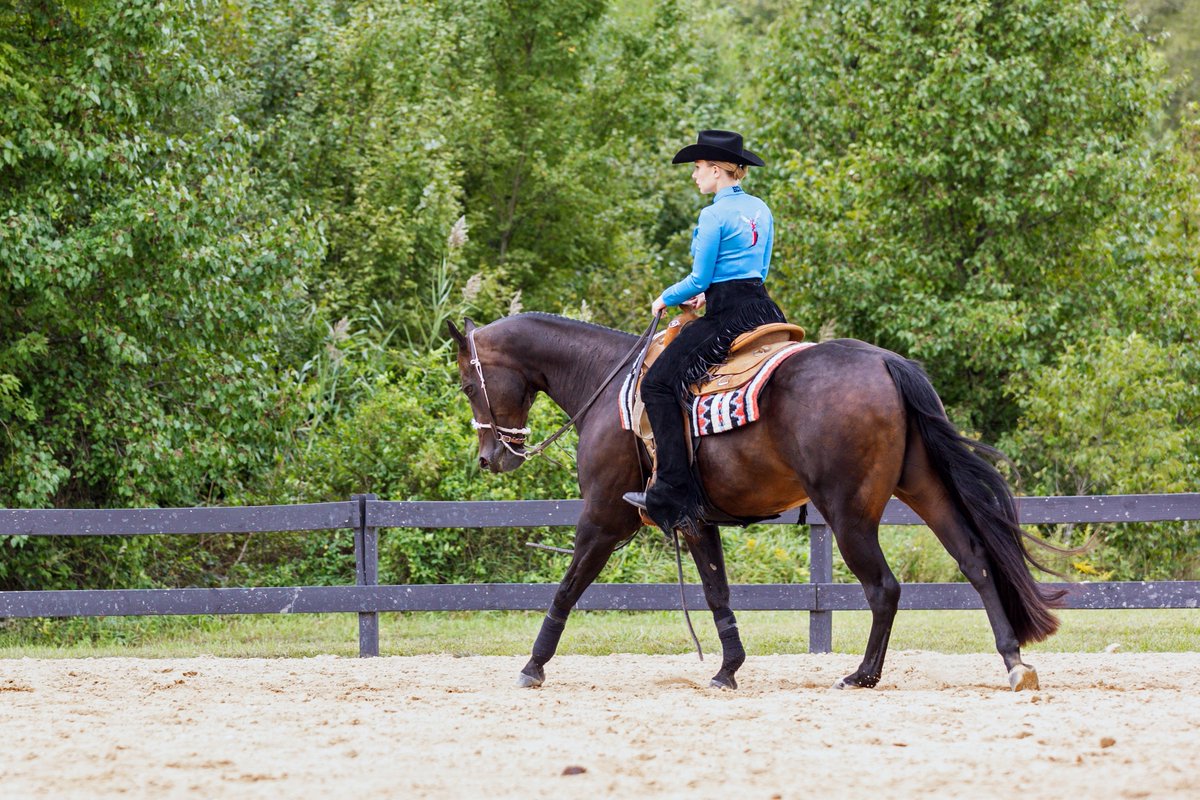 DSUEquestrian's tweet photo. 𝐌𝐨𝐬𝐭 𝐎𝐮𝐭𝐬𝐭𝐚𝐧𝐝𝐢𝐧𝐠 𝐏𝐥𝐚𝐲𝐞𝐫  

Junior Aniela Cortina rode Maverick in the Horsemanship on Friday, winning her point with a 77!  

#stingem #DSUEQ #makeaSTATEment https://t.co/gUttxQSw3A