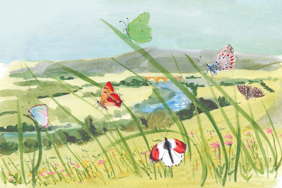 Close-up of the main illustration on the insects page of 'Life on the Thames'. I could have chosen so many different species to include here, but decided to dedicate this page to some of the butterflies found in this rare chalk meadow. #LifeontheThames #SaveButterflies
