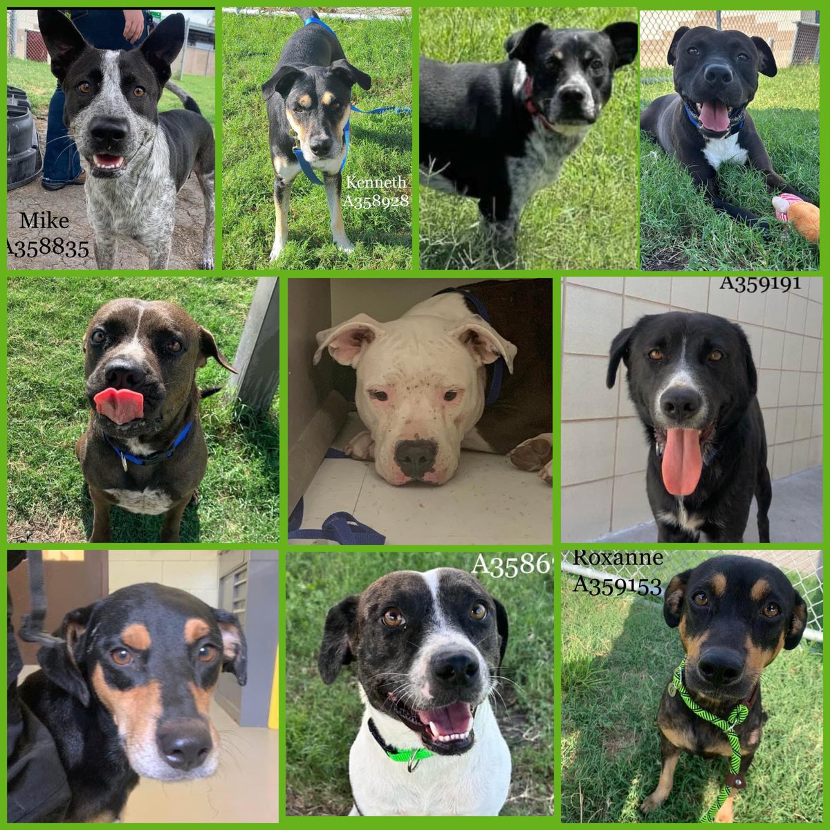 RoCoGB's tweet photo. 🆘CorpusChristi ACS TX
CARES then KILLS😩🤬
9/28 their⏰’s up
HELP 10 adorable🐕🐕🦺
Who deserve a chance
Plz #Pledge #Rescue
Felicity #A359290
Kenneth #A358928
Jerry #A359263
Star #A358673
Collin #A359172
Mike #A358835
Cajun #A359367
Inky #A359191
Roxanne #A359153
Glenn #A3592699 https://t.co/HFWKHSm57I