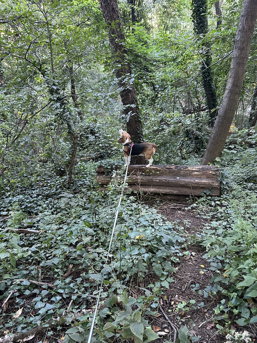 reader327's tweet photo. @defactosnoopy @beaglefacts Balancing and barking https://t.co/BUpXlnNxLO