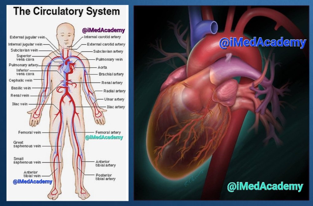 iMedAcademy's tweet photo. 🔆 #Cardiology 🔆
🔅 Heart:🫀 #heartdisease
○ The Circulatory System:
#anatomy #Physiology #CardioEd
#iMedAcademy #iMedMedicine
#medicine #surgery #MedTwitter #MedEd #iMed #iMedLab #Med
#NEETUG #MedX #Doctors #NExT
#MedicalStudents #MBBS #BDS
#NEET #FMGE #NEETPG #INICET https://t.co/wOg9T2Ztt6