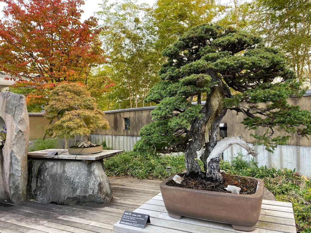 Bonsai on display in fall, at the Omiya Bonsai Museum (Japan) bonsaiempire.com/inspiration/bo… #tokyo #japanese #arthistory #gallery #plantsofinstagram #plants #instamuseum #bonsai