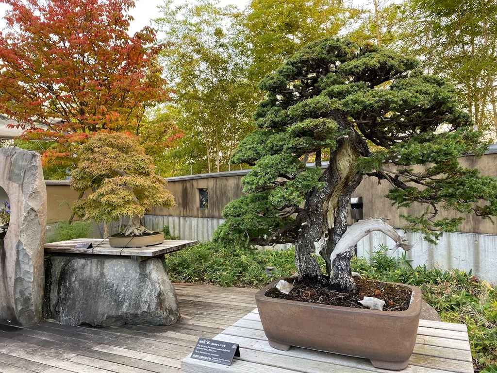 bonsaiempire's tweet photo. Bonsai on display in fall, at the Omiya Bonsai Museum (Japan) https://t.co/3m0hF4ftOA #tokyo #japanese #arthistory #gallery #plantsofinstagram #plants #instamuseum #bonsai https://t.co/gqkaNl9MCn