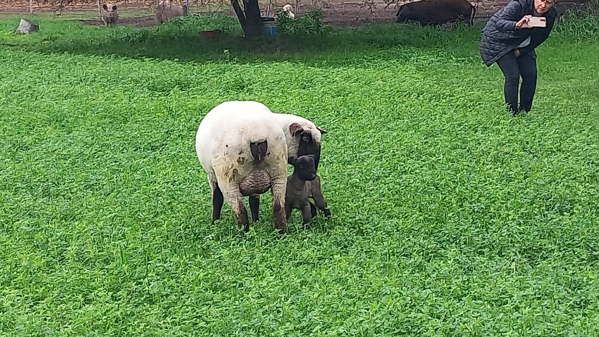 pablohc2005_jp's tweet photo. Con novedades en la tarde lluviosa por Paysandu !! 
Rp 300 
Lote 6 - Remate Elite Nacional Hampshire Down https://t.co/qWLDoojwwp