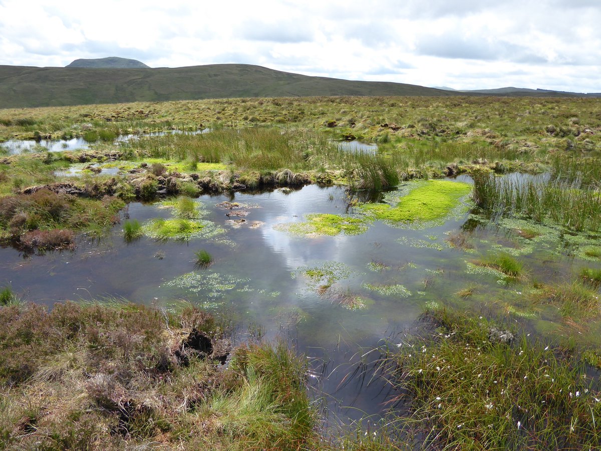 One week left to apply for this 5 year PhD/graduate teaching assistant role at University of Liverpool. My PhD project is: 'Unravelling the true climate effect of peatland restoration' Lots of fieldwork opportunities on glorious bogs!