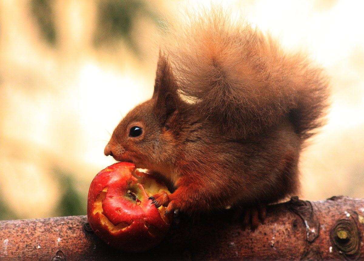 Positive news for red squirrels.  Feedback from many volunteer groups confirms that numbers remain stable and that, in most areas, the 2023 breeding season was successful.  What a great way to mark Red Squirrel Awareness Week (2 – 8 October).