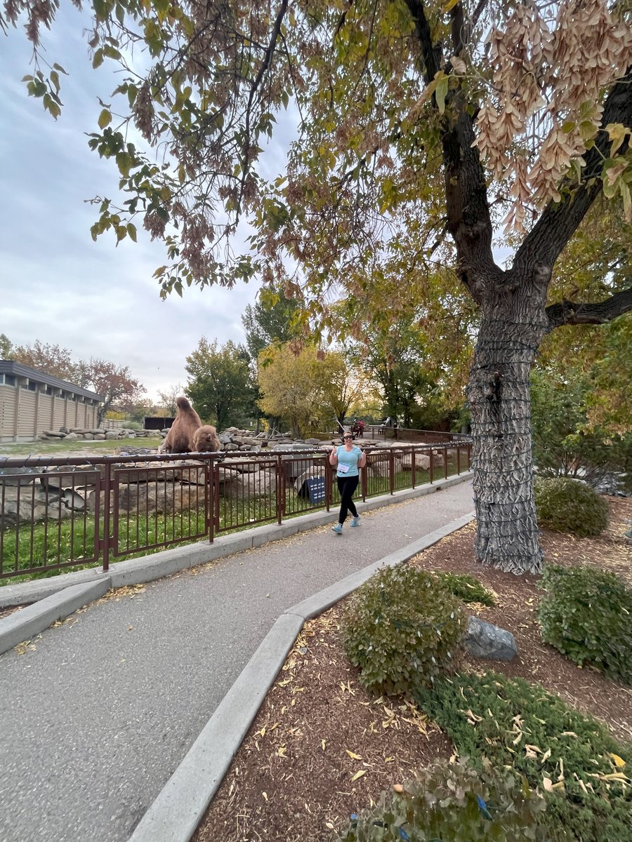 calgaryzoo's tweet image. We are still catching our breath after this past weekend! 🏃 On Sunday, we welcomed 430 runners through the zoo for Run Calgary's Wild Run. Over $10,000 was raised in support of hippo conservation! 🦛 Thank you Run Calgary and all participants!

#YourZooYYC #RunCalgary #WildRun
