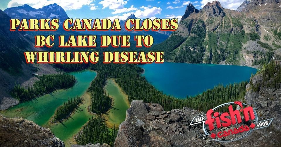 FishnCanada1's tweet photo. Parks Canada has reported that they are looking into a potential case of whirling disease in Emerald Lake within B.C.'s Yoho National Park.
https://t.co/0BGIKlHCqH for the full story.
#trout #invasivespecies #fish #fishing #fishncanada #parasite #brooktrout #whirlingdisease https://t.co/WjZNGuNTaJ