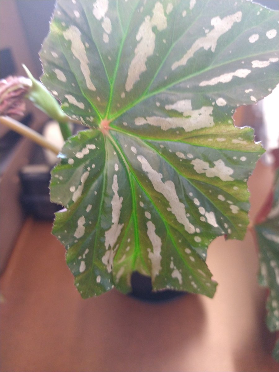 Rainbowscape's tweet photo. My new office plant baby, my coworker gifted me. It's a pretty begonia! 🌸🌺 #plants https://t.co/gDOjhxV1lc