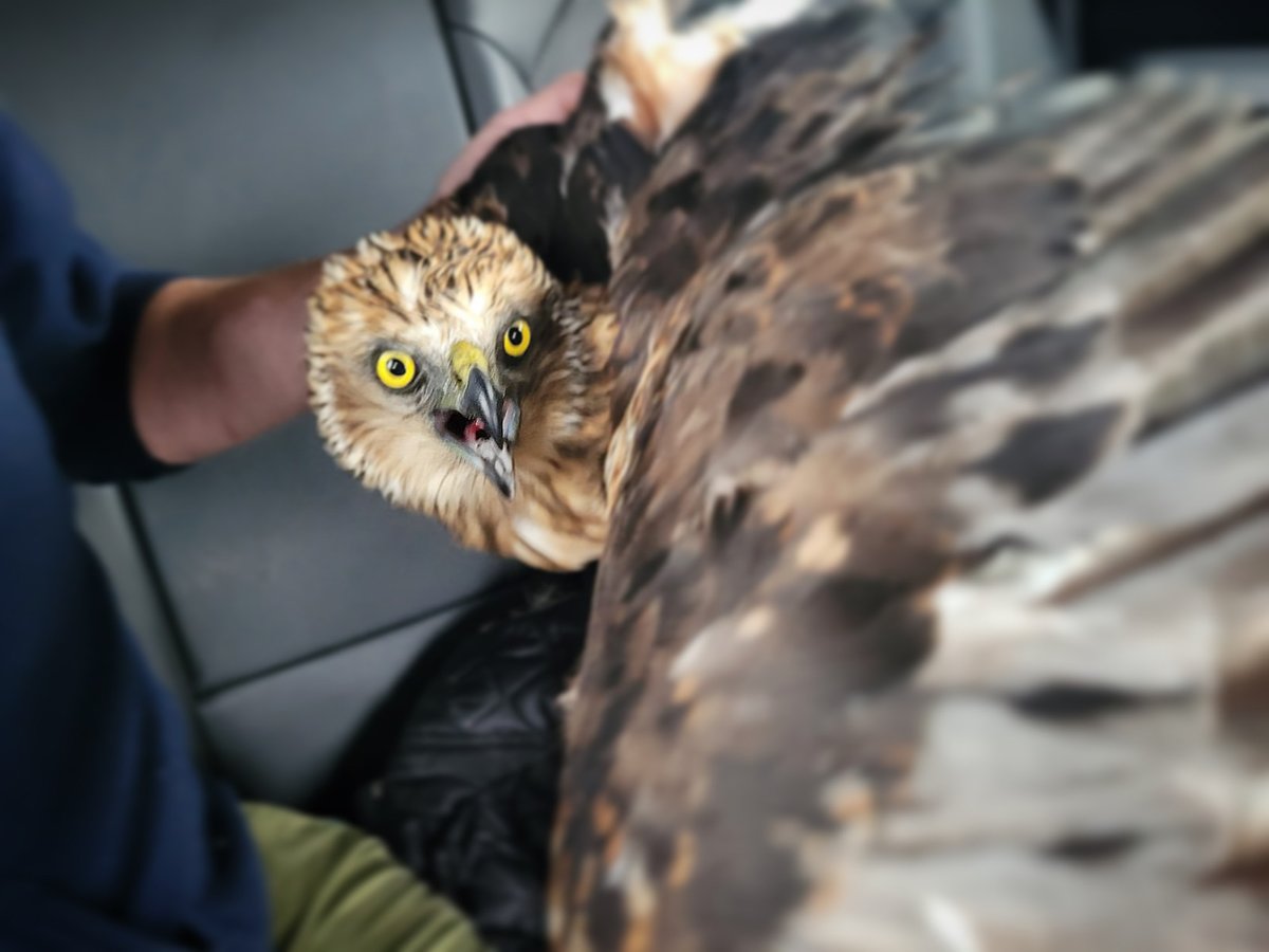 A lucky escape! This fabulous Marsh Harrier had a lucky escape from the briny last week. It all began last Sunday evening when a keen local naturalist called to say she'd fished a bird of prey out of the sea... Read more here: drsg.co.uk/f/lucky-rescue…