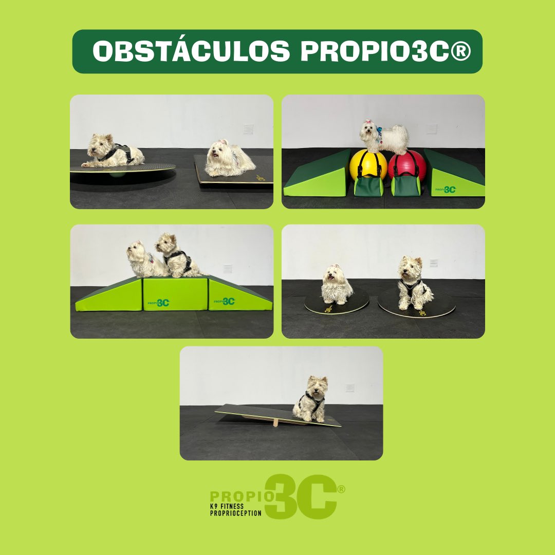propio3C's tweet photo. 🛑 OBSTÁCULOS PROPIO3C®. TABLA FREEMAN PROPIO3C®

🟣PUEDES SOLICITAR NUESTRO CATÁLOGO A TRAVÉS DE NUESTRAS REDES SOCIALES O A TRAVÉS DEL CORREO : comunicacion@petaneres.com

#propiocepcioncanina #propiocepcionperros #propiocepcion #propio3c #gimnasiocanino #gym #gymfordogs https://t.co/mRLW0BaWmF