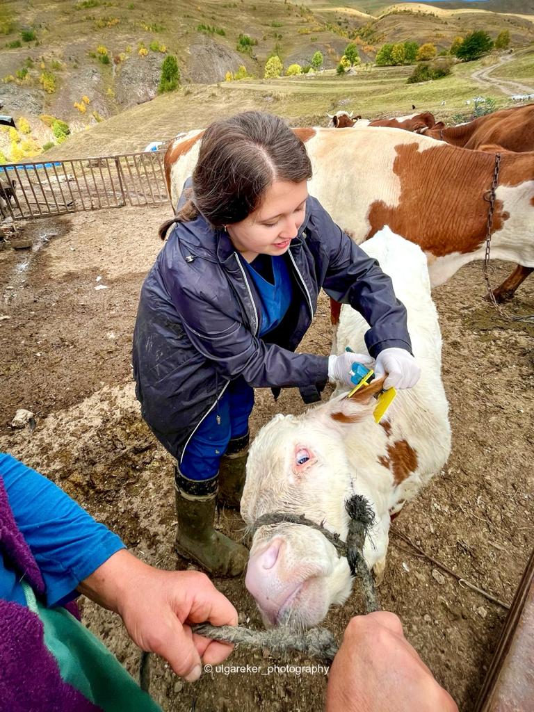 CnsvVethekim's tweet photo. İşimizin başındayız🤗💉 #veterinerhekim #sahaçalışmaları #aşı #küpeleme #veterinary #posof #ardahan https://t.co/HWrPvnVw84
