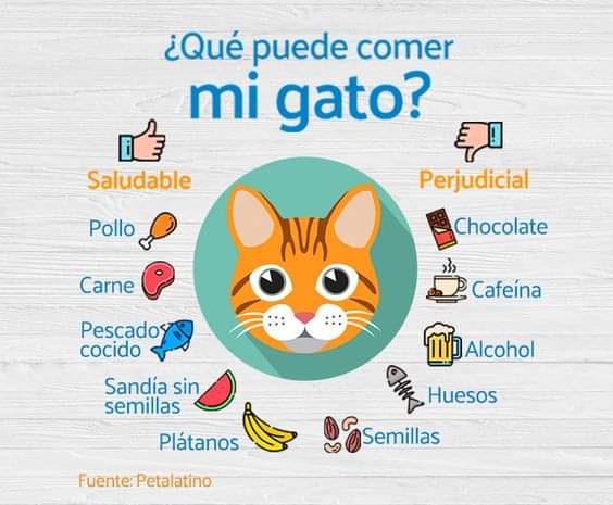 A la hora de alimentar a nuestros gatos🐱 es importante recordar que ellos no deben comer lo mismo que nosotros, ya que algunos alimentos a ellos los pueden enfermar. ....🧵

#APAQRO #apaqro #consejos #consejossaludables #gatos #gatoslindos #gatosfelices #gatosdelmundo