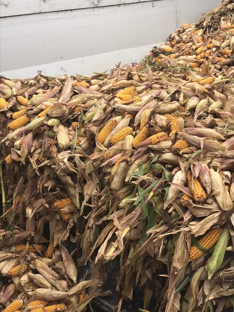 Ryan Snobelen tweet media