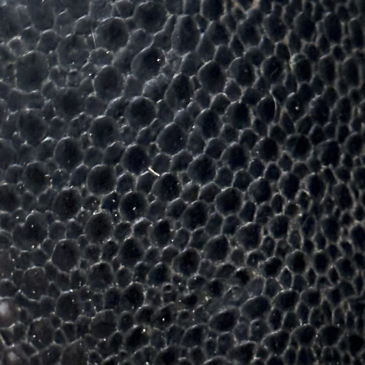 fudgeandco's tweet photo. We’ve had some VERY exciting new arrivals today! Here’s a close up, what do you think it could be? 🧐
#closeup #mystery #animal #exciting #new #newarrival https://t.co/Tfzeum6Pwn