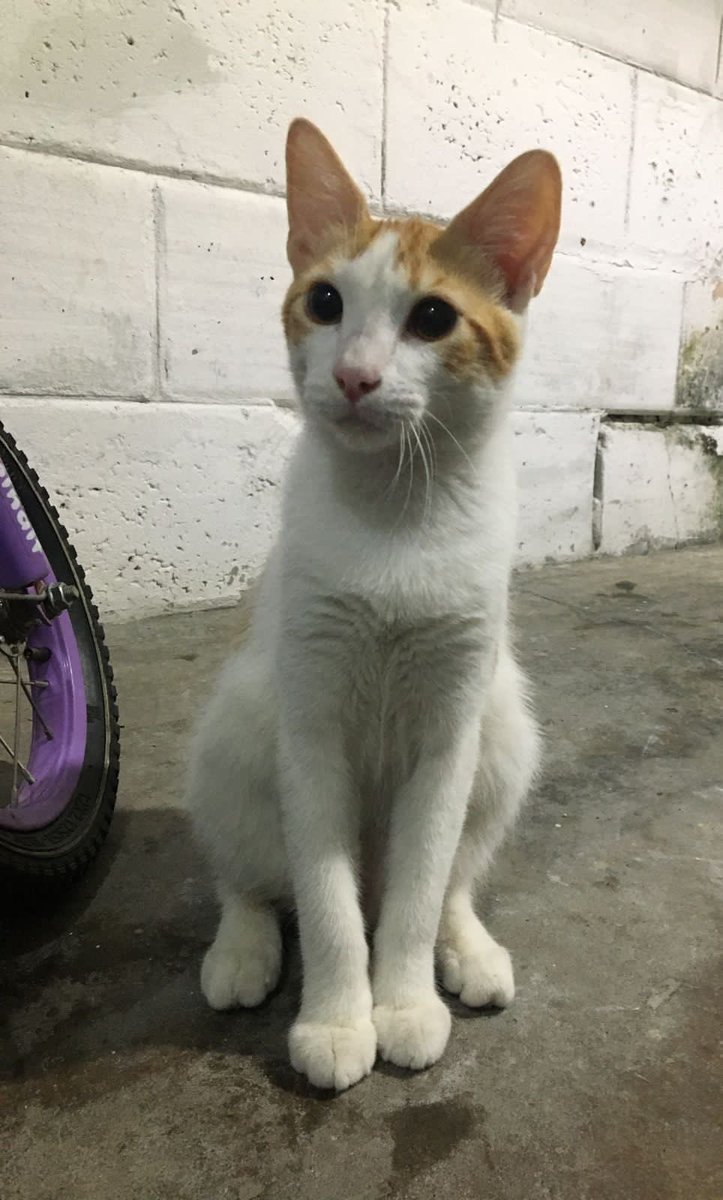 valeriaaaaayala's tweet photo. Hola! tengo 4 gatitos en adopción para que me ayuden compartiendo porfa! Mi número es 0984508486 están vacunados y esterilizados. Tienen 7 meses. Son un amor, están bien cuidaditos! Pd; si conocen alguna fundación que me quiera ayudar, yo ya no los puedo tener por motivos mayores https://t.co/TWnL1BnsGK