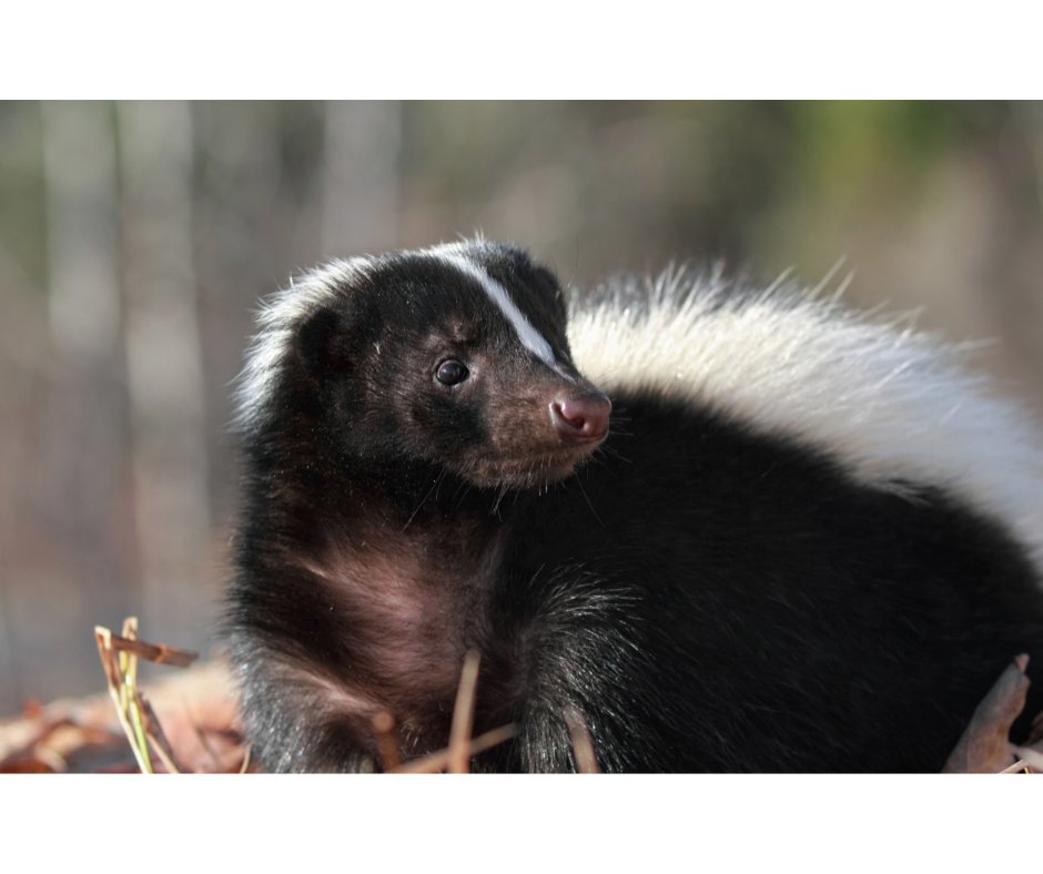 RABIES ALERT - An ill-appearing skunk located near Dove Road and Tumbleweed Trail is positive for the rabies virus. If you see an ill or injured wild animal in Grapevine call Animal Services at 817.410.3370 extension 2. Read more about this case online at: bit.ly/3RzrcqG