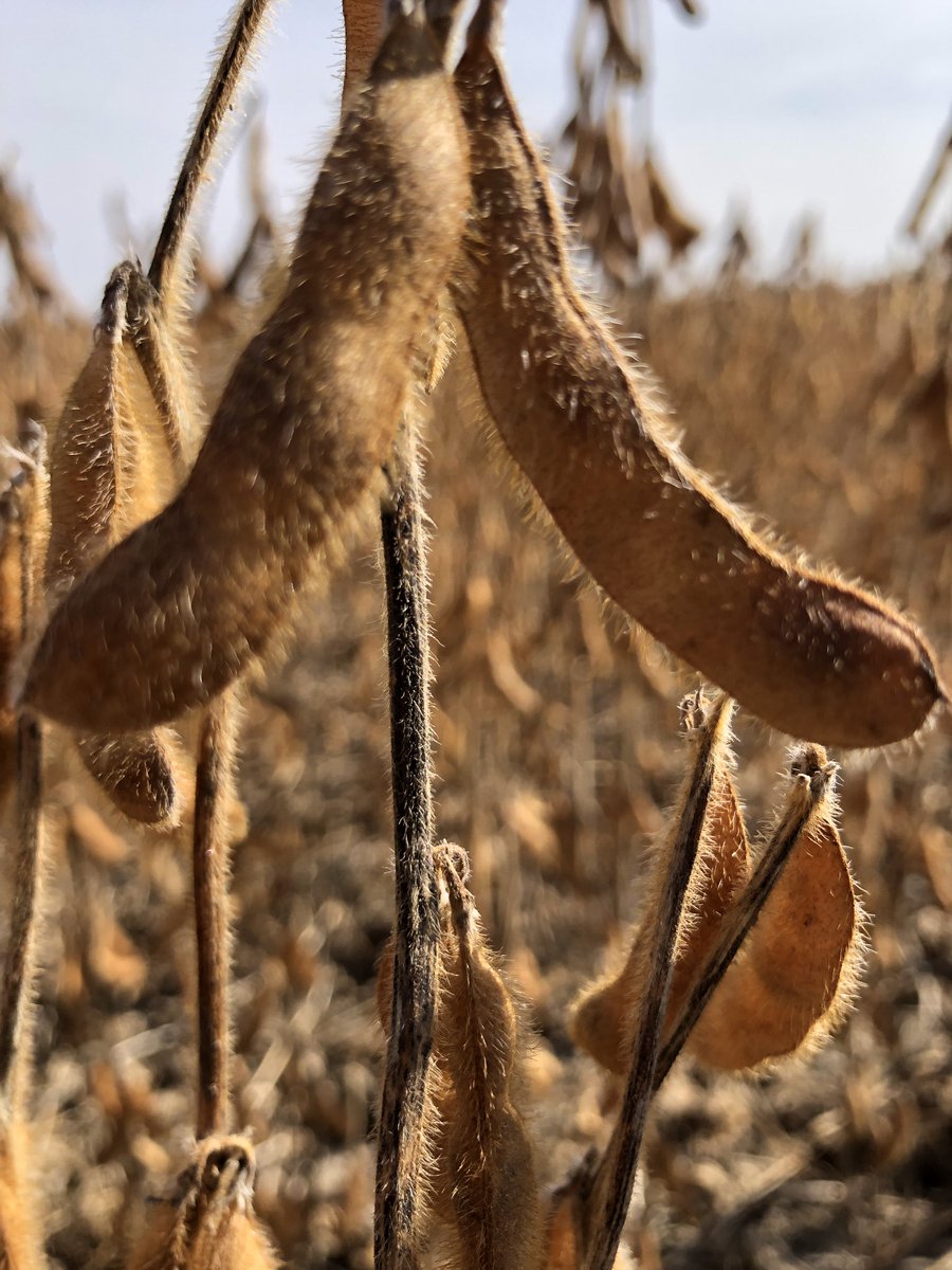 BGFservices's tweet photo. It’s #soybean harvest time! @Prograin_inc #harvest2023 #grainelevator #prograinseeddealer #agriculture #ontag #canadianag #farming https://t.co/B5KRaldD3o