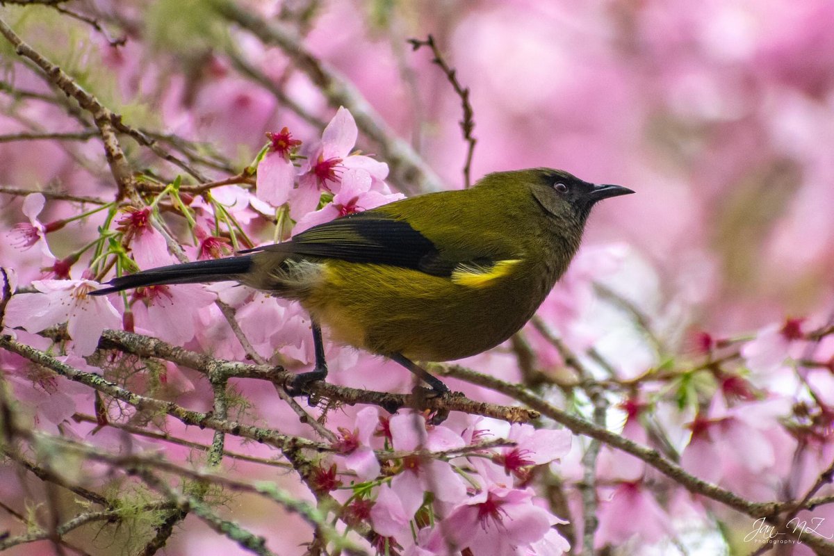 Jan_NewZealand's tweet image. Went for a wander in Aston Norwood Gardens and Nursery Gardens this morning and saw a korimako (bellbird) in the rain - wonderful!
#astonnorwoodgardens #wellington #upperhutt #NZ_birds #newzealandbirds #bellbird #korimako #cherryblossoms #nikonnz #Nikond3400