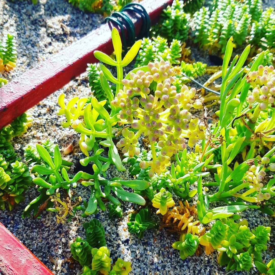 svtjeanmace's tweet photo. Étude de l'adaptation des plantes au milieu dunaire
#ilovesvt
#botanique
Photos du pourpier et de la criste marine https://t.co/BifKAuZkLR