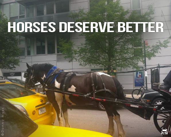 herbivore_club's tweet photo. Forcing horses to pull heavy carriages on concrete, breathe exhaust fumes and dodge traffic is WRONG.

#WorldTourismDay
#TourismDay https://t.co/Q3d39ogwP9