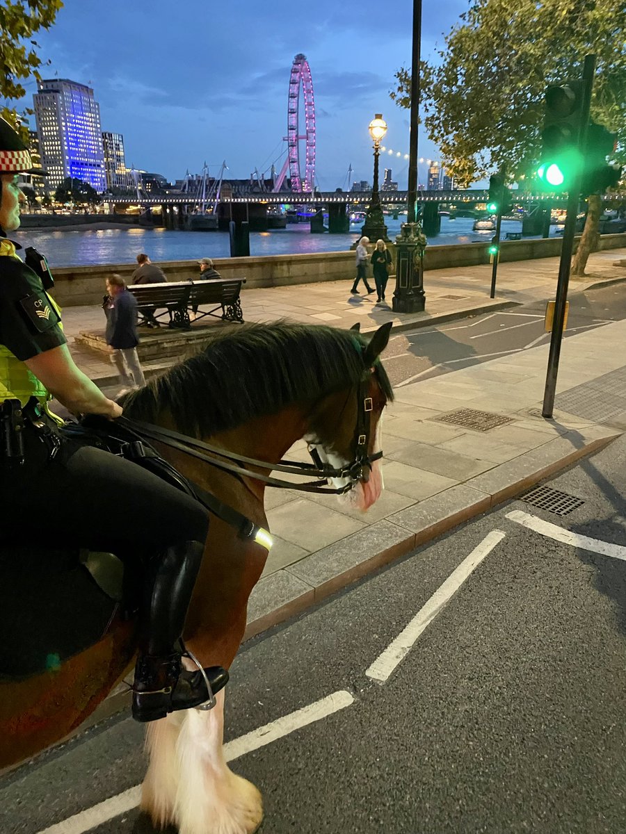 City Police Horses tweet media