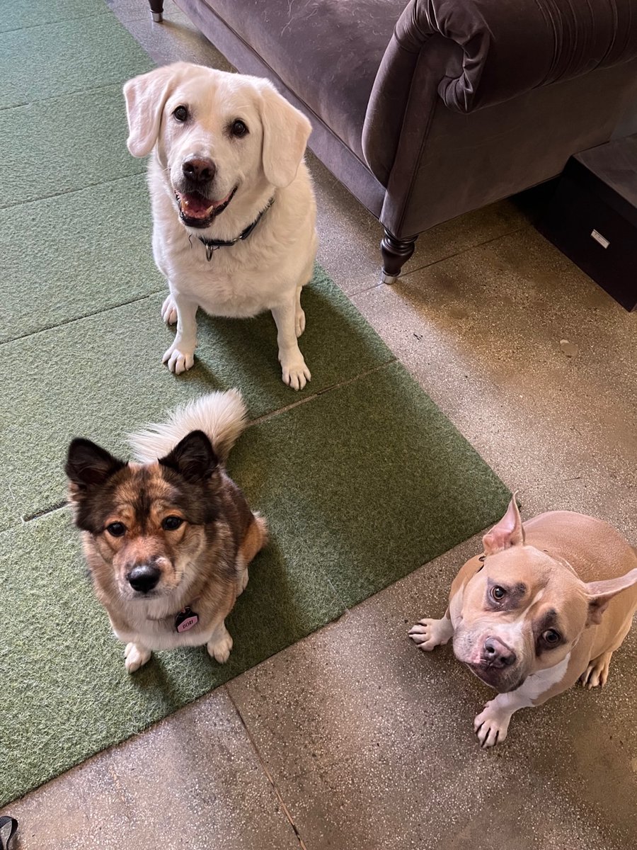 Welcome to Flightpath, aka doggy daycare.