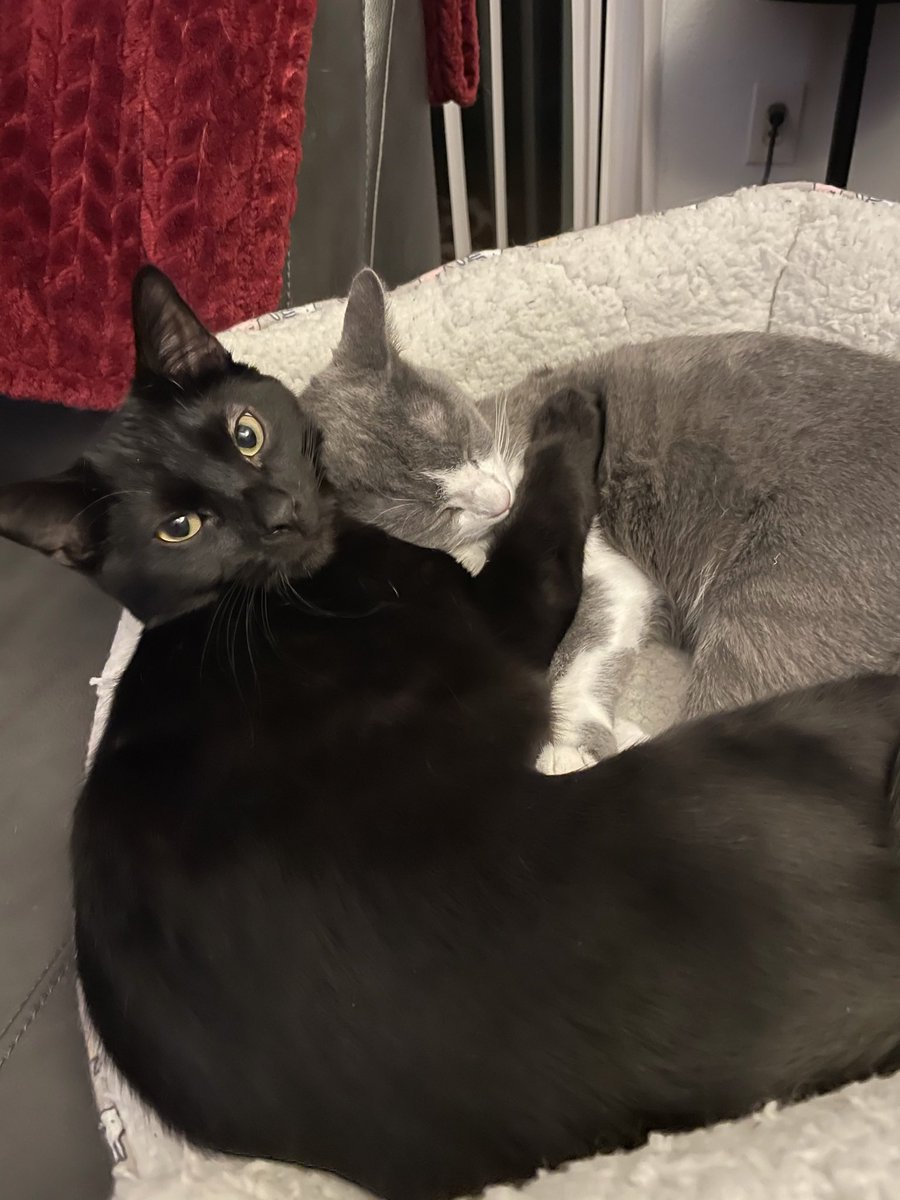 LiveLifeFilms's tweet image. The world needs more love.
#cats #love