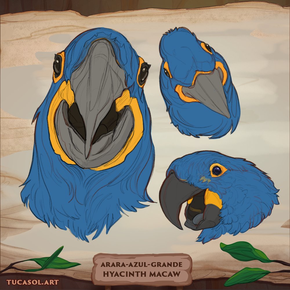 TucaSolArt's tweet photo. [Eng] Studies I did a while ago, I used photos as a reference. The objective was the understanding of Hyacinth macaw features.
[BR] Estudos que fiz há algum tempo, usei fotos como referência. O objetivo foi o entendimento das características da arara-azul.

 #hyacinthmacaw https://t.co/O22Mx1hn0Y
