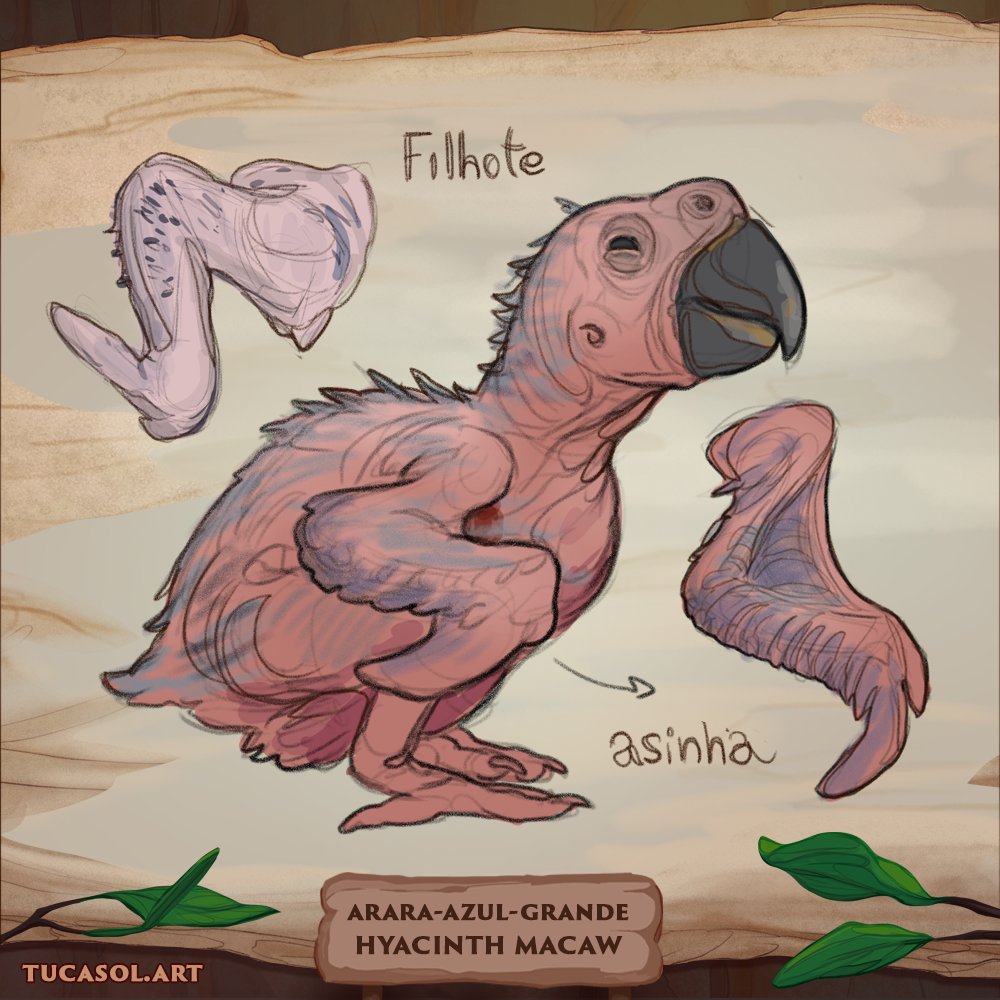 TucaSolArt's tweet photo. [Eng] Studies I did a while ago, I used photos as a reference. The objective was the understanding of Hyacinth macaw features.
[BR] Estudos que fiz há algum tempo, usei fotos como referência. O objetivo foi o entendimento das características da arara-azul.

 #hyacinthmacaw https://t.co/O22Mx1hn0Y