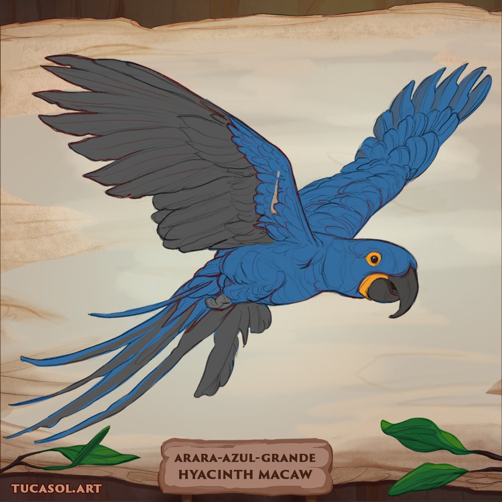 TucaSolArt's tweet photo. [Eng] Studies I did a while ago, I used photos as a reference. The objective was the understanding of Hyacinth macaw features.
[BR] Estudos que fiz há algum tempo, usei fotos como referência. O objetivo foi o entendimento das características da arara-azul.

 #hyacinthmacaw https://t.co/O22Mx1hn0Y
