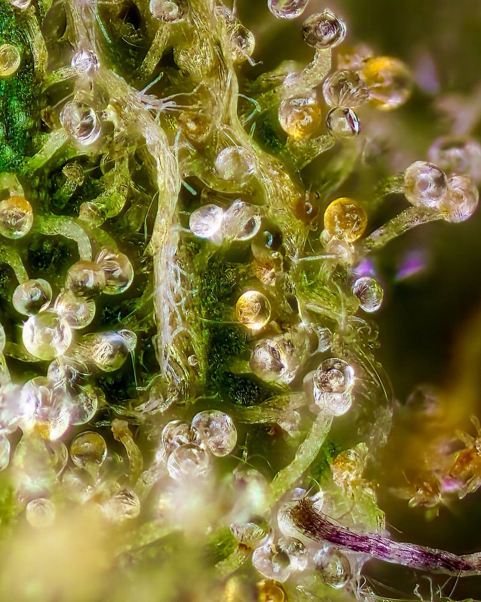 cannabeast40_'s tweet photo. Not the best picture, but still something caught my attention 💚🌈 

I think it’s important to show not only the best all the time 🙂 We are just humans, we make mistakes and hopefully learn from them 💯🙏🏻😊💚

#Mmemberville #homegrown https://t.co/xb1Nbr2eoW