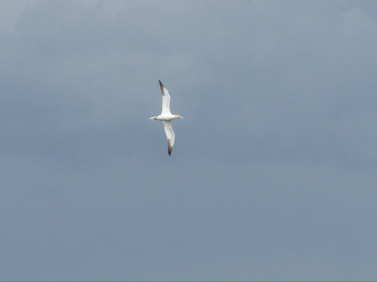 LayoverBirder's tweet photo. Northern gannets are perhaps my favorite seabirds. #BirdsSeenIn2023 #Scotland #birdphotography https://t.co/F1ajaSEFOo