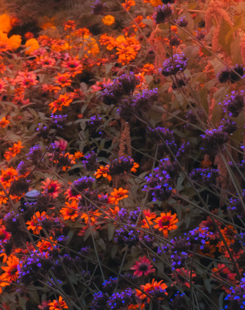 thierrrrrrrrry's tweet image. flowers season about to comeback this fall, a little sample of what im exploring rn