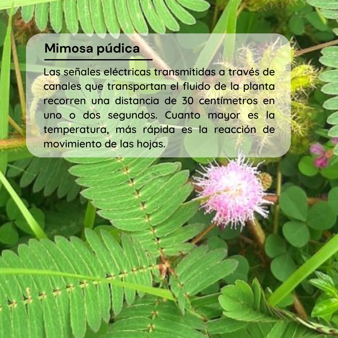 ProfASharma's tweet image. En este #MartesdePlantas hablaremos de Mimosa púdica; tiene valor medicinal para tratar picaduras de alacrán, sin embargo, es importante no tocar a esta planta cuyo nombre significa “tímida”. 

Aprende más aquí: bitly.ws/VfKm

#Biotecnología #PlantScience