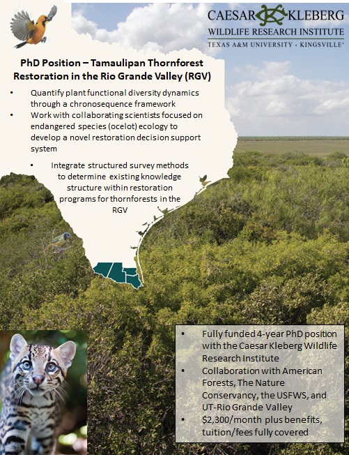 We're hiring! Looking to hire a #PhD student focused on restoration strategies and conservation planning of Tamaulipan Thornforest in the Rio Grande Valley. Candidate will be co-advised by myself and @looksbirdy. More information 👇 shorturl.at/xSUY4