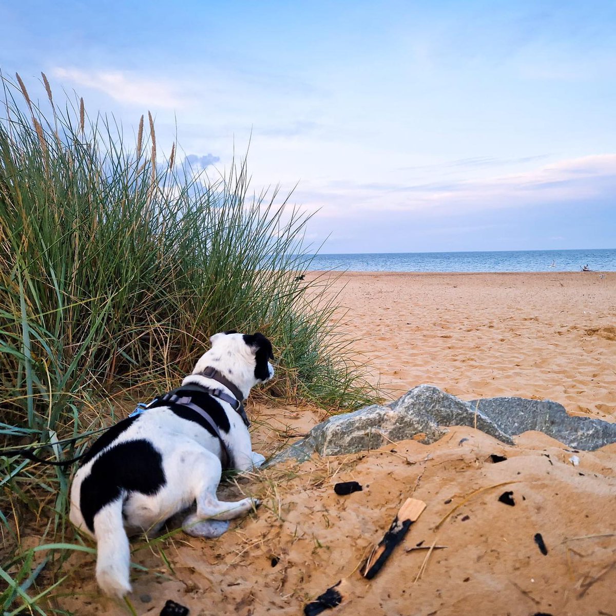 How's your week going #sbswinnershour - we are enjoying a stay at this week's winner's <a href="/EastRustonCotts/">East Ruston Cottages</a>  and I can vouch that they are the most AMAZING dog friendly hosts. 

Here's Patch on the beach at Scratby, down the road from our gorgeous bungalow.

📸 Kerry <a href="/FurAndFables/">Kerry Jordan</a>